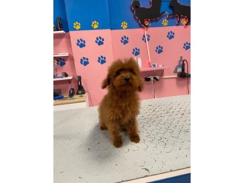 Orjinal toy poodle yetişkin yavru