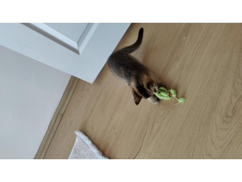 3 aylık british shorthair erkek black gold