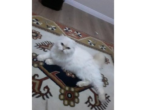 İran kedisi red point