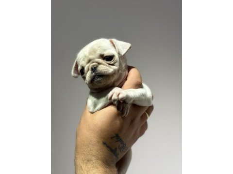 Egzotik beyaz pug mops erkek bebek