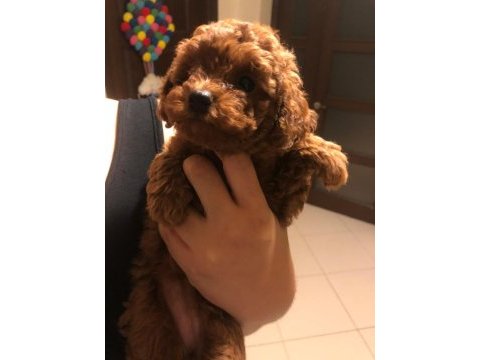 Son kalan toy poodle erkek