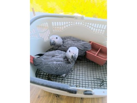 Jako papağanı yavruları yeni ailelerine gitmeye hazır