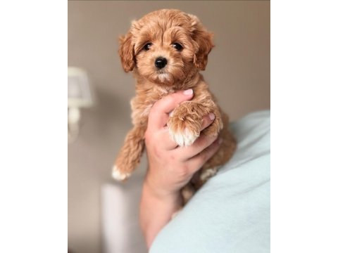 Maltipoo yavrular aşılı iç ve dış parazit yapıldı