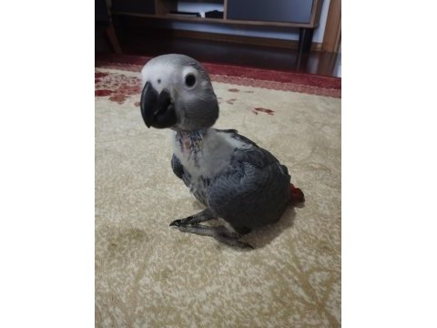 Yavru jako papağanı 2 aylık