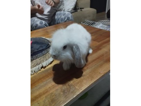 Lop tavşanı fırsat