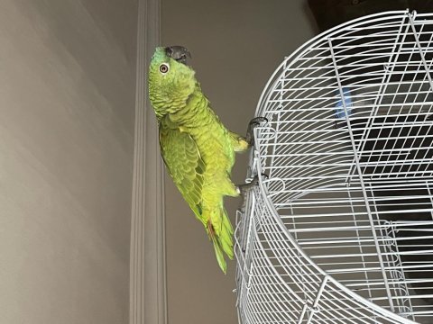 2021 kapalı bilezikli blue fronted amazon papağanı