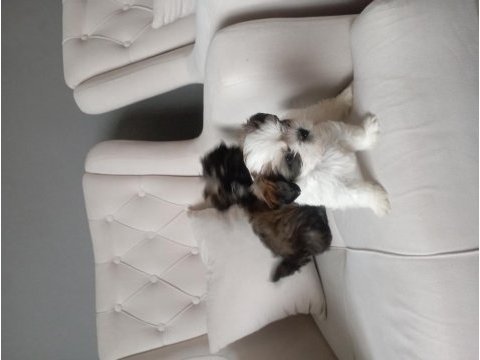 Shih tzu 2 erkek yavru