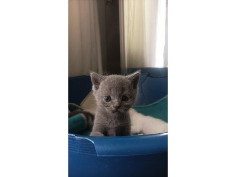 Anne baba orjinal british shorthair