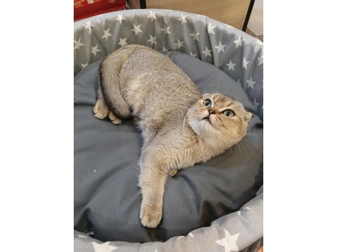 Scottish fold yavru