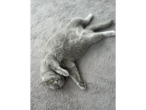 British shorthair erkek kısır