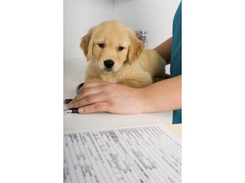Çok akıllı yavru macar golden retriever