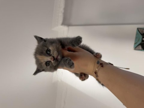 British shorthair dişi yavru