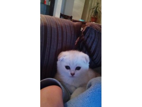 Orgin ırk scottish fold