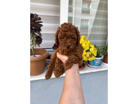 Tüy dökmeyen aşılı ve pet eğitimli poodle yavrum