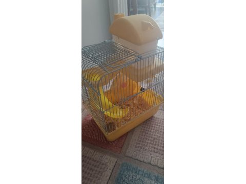 Dişi gonzalez hamster (2 aylık)