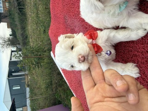 Maltipoo bebekler