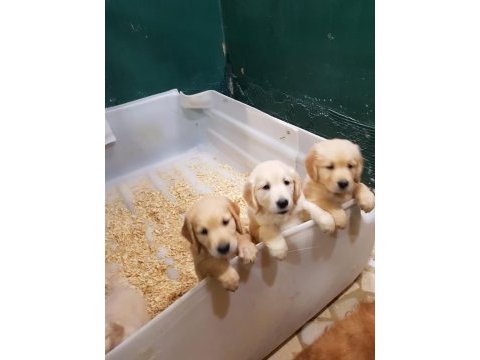 Safkan golden retriever yavrular