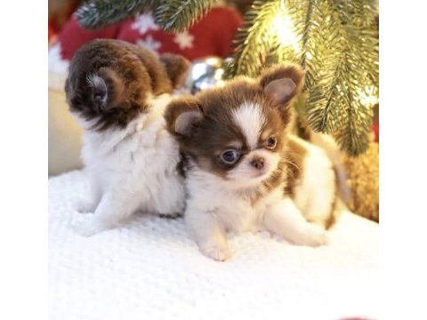 Safkan mini chihuahua yavrularımız
