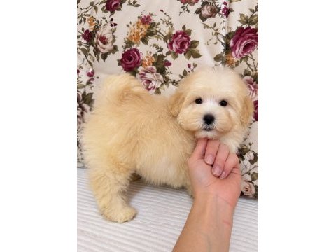 Boncuk gibi maltipoo köpeği