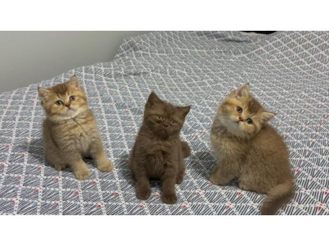 British shorthair yavrularımız