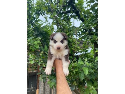 Sibirya husky yavrularımız