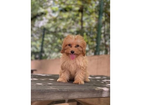 Poodle kalite maltipoo yavrular
