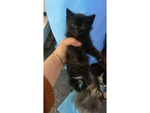 Lütfen acil olarak yuva arıyoruz kediler ücretsizler