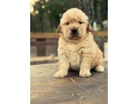 Golden retriever yavruları 