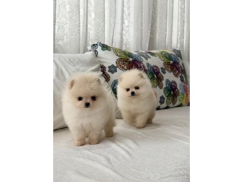 Mersin pomeranian boo mini köpeği