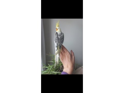 Full evcil erkek sultan papağanı yavrusu