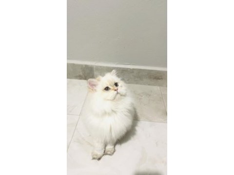 By1133 dişi 5 aylık british longhair