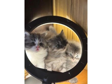 British longhair kedisi