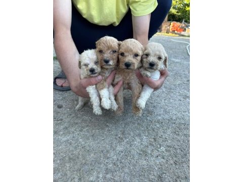 Maltipoo yavrular