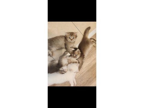 Scottish fold yavrularımızı sahiplendiriyoruz