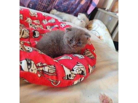 A kalite british shorthair yavrular