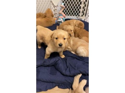 Golden retriever yavrular gelip görerek alabilirsiniz
