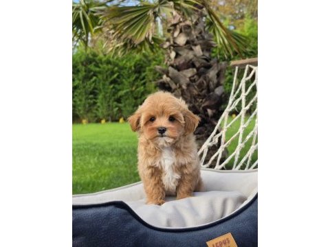 Akıllı ve tüy dökmeyen karakteriyle maltipoo yavrusu