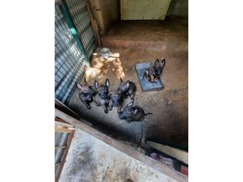 Malinois yavru köpekler
