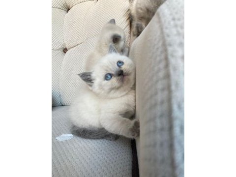 A kalite british shorthair yavrular
