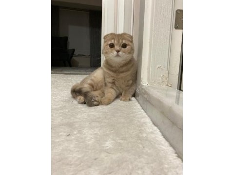 Uysal çok tatlı scottish fold