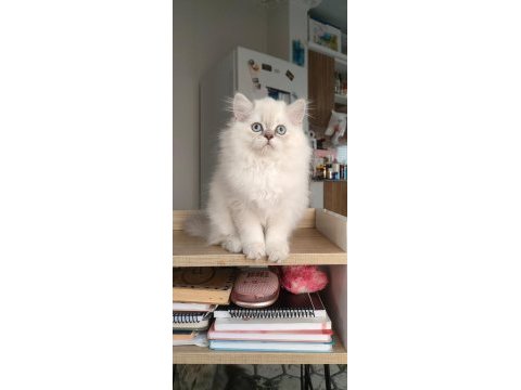 British longhair kedilerim