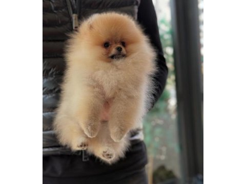 Safkan orjinal scr ayı surat pomeranian boo yavrular