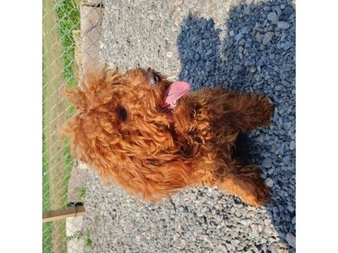 Kıvırcık tüylü toy poodle ve maltipoo yavrular