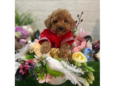 Toy poodle yavru köpeklerimiz