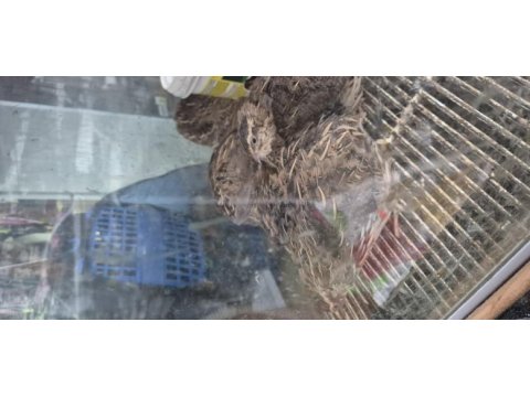 Zonguldak petshop bıldırcın