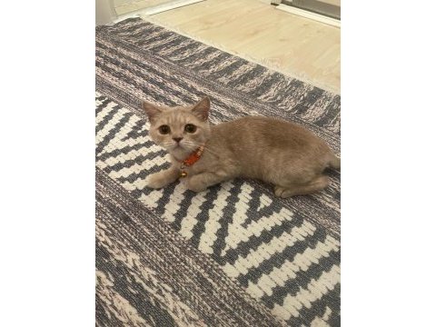 2. yaşında ücretsiz dişi british shorthair acil