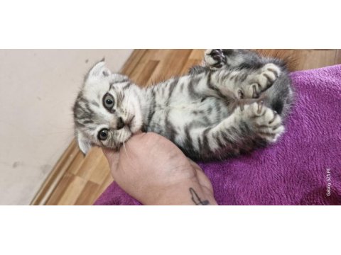 2 aylık scottish fold