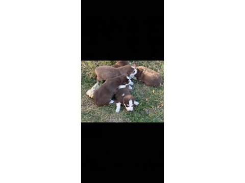 Husky sibirya kurt yavrularımız