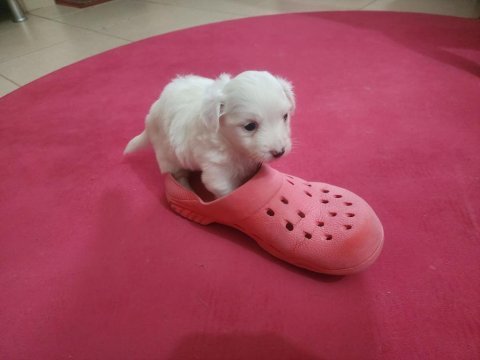 60 günlük orjinal maltese terrier yavrular