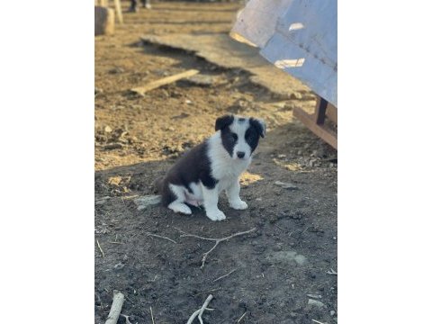 Border collie yavru köpeklerimiz